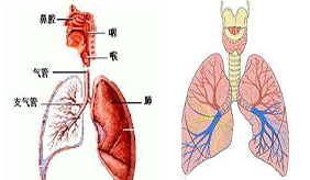 急性支气管炎的症状和治疗方法