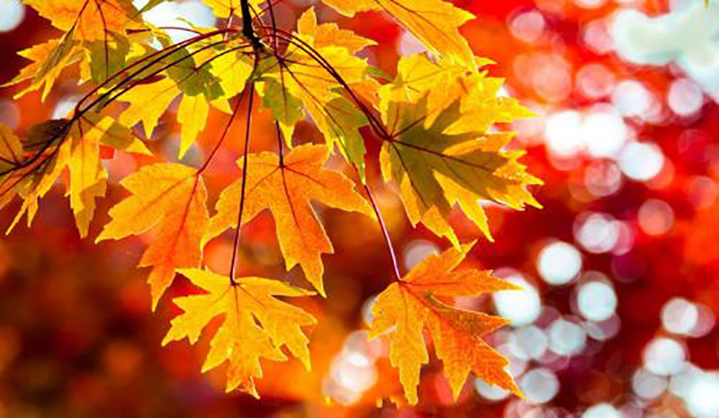 “秋老虎”猛，如何度过“多事之秋”