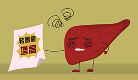 谷丙转氨酶高的原因是什么呢？