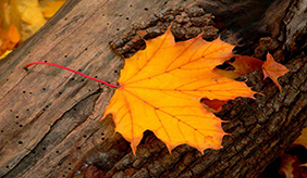 秋分养生有“四忌”！收藏进补指南，健康度秋季！