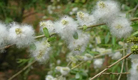 9招预防飞絮过敏