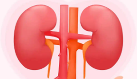 肾脏生病早有“暗号”身体出现这些信号别忽视